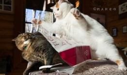 打猫视频,打猫视频引发社会关注与反思