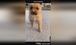 小狗狗的视频,小狗狗欢乐视频集锦